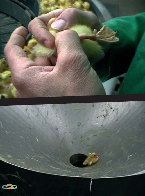 photos d'élevage, de cages, de gavage, d'abattage des canards à foie gras