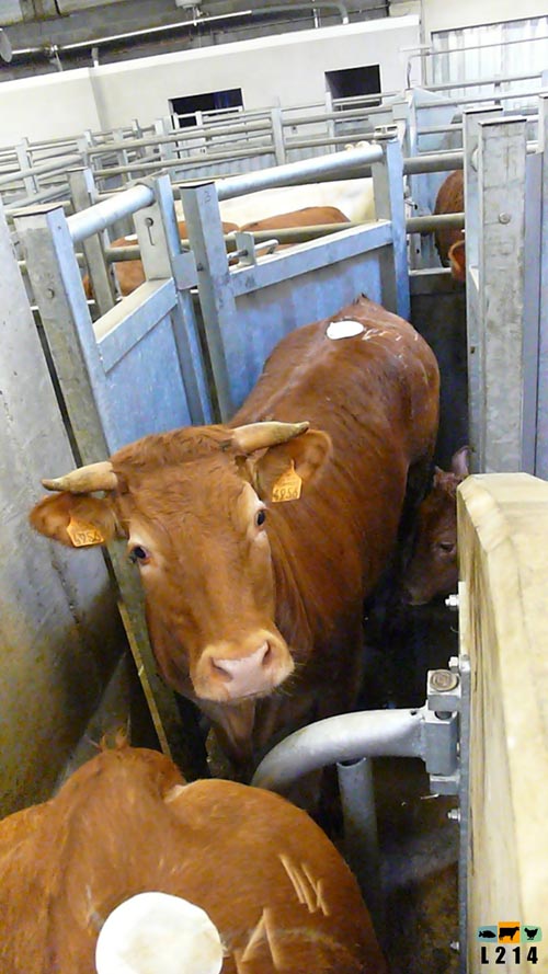 abattage bovin : image 4