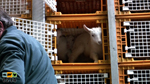 chargement de chevreaux : image 20