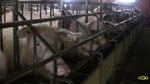 elevage cochon : image 6