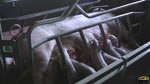 elevage cochon : image 7