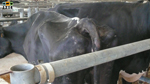 hanches d'une vache de réforme : image 22
