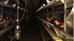 elevage poules pondeuses : image 8