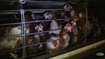 elevage poules pondeuses : image 9