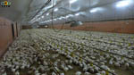 elevage poulets : image 11