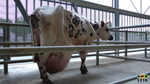 vache de réforme : image 21